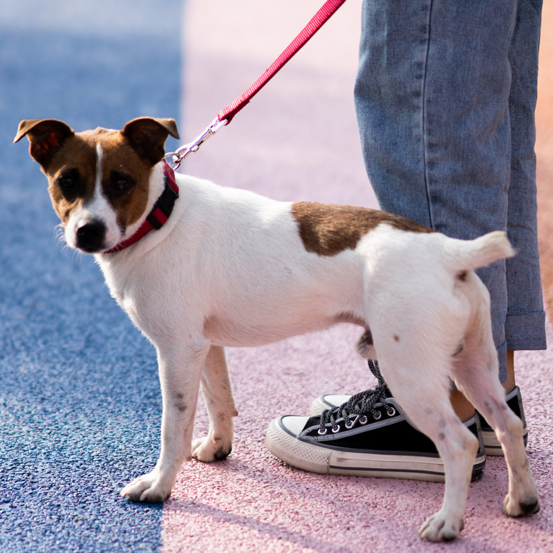 Diving Nylon Soft Lined Dog Leash & Collar Set